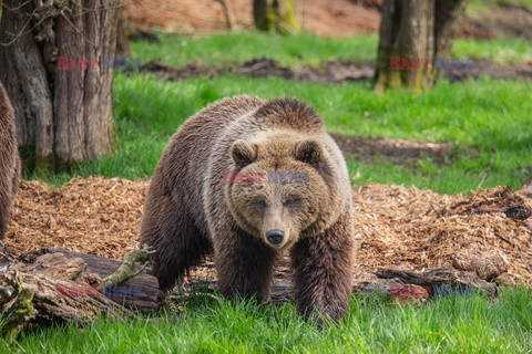 Niedźwiedzice z ZOO w Whipsnade obudziły się z zimowego snu