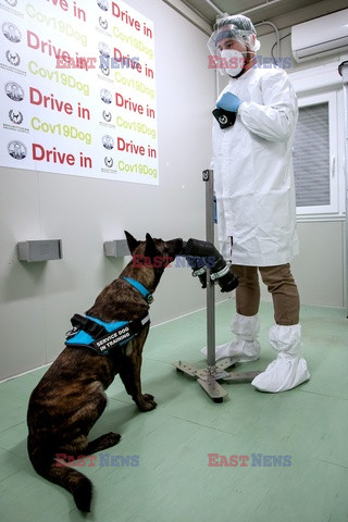 Pies wyczuwający koronawirusa
