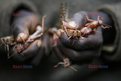 Plaga szarańczy w Kenii
