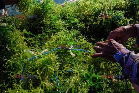 Zbiory alg w Indonezji