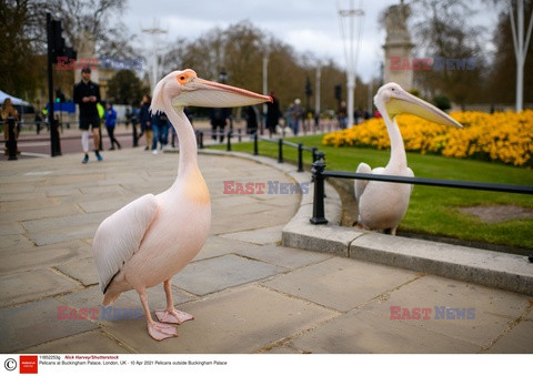 Pelikany przed pałacem Buckingham