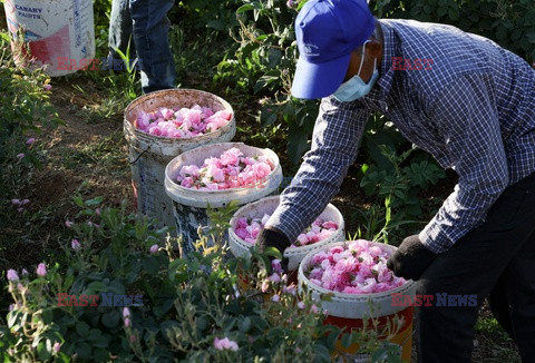 Zbiór płatków róż w arabskim Taif