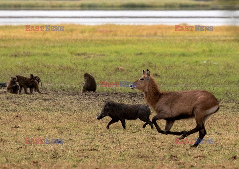 Park Narodowy Dinder w Suddanie - AFP
