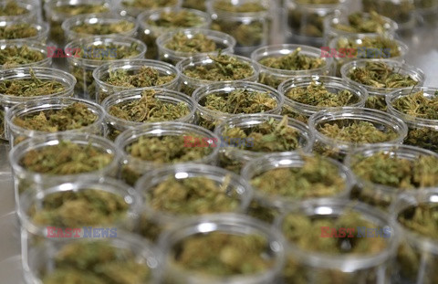 Nowy Jork chce być światowym centrum marihuany - AFP