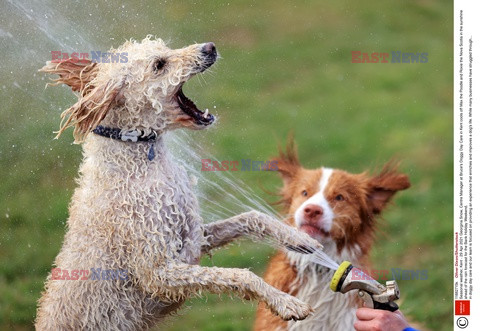 Psy kochaja wodę