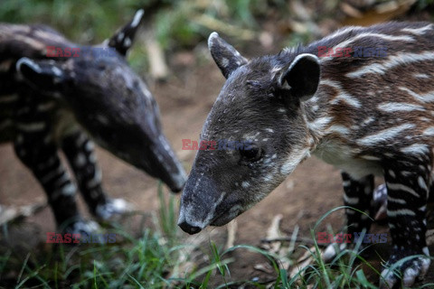 Nowo narodzone tapiry