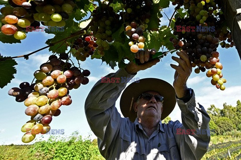 Produkcja wina w Boliwii - AFP