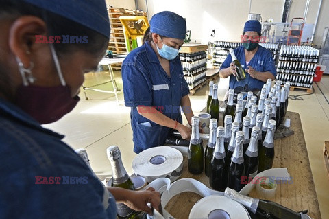 Produkcja wina w Boliwii - AFP