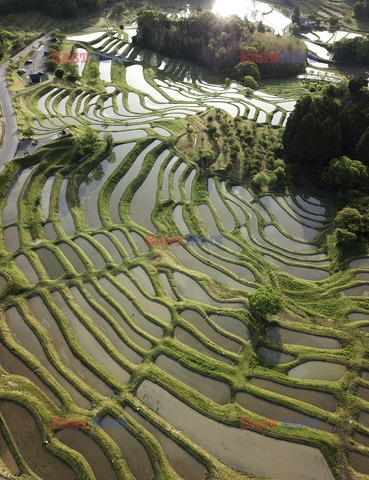 Tarasowe pola ryżowe w Japonii
