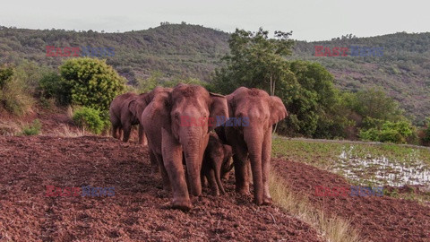 Migracja stada słoni