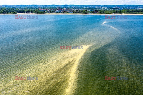 Pyłki sosny w wodach Zatoki Gdańskiej
