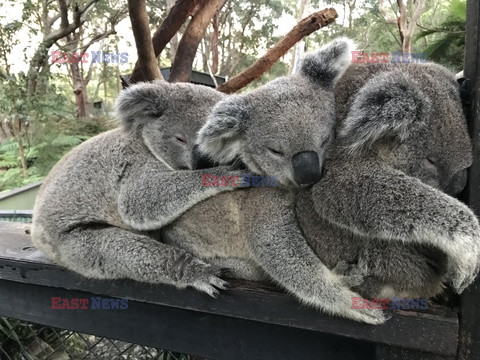 Przytulone misie koala