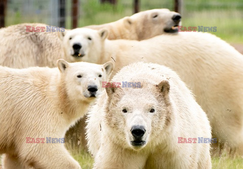 Stado białych niedźwiedzi z Yorkshire Wildlife Park