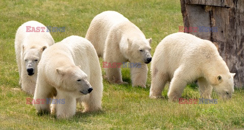 Stado białych niedźwiedzi z Yorkshire Wildlife Park