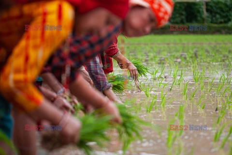 Sadzenie ryżu