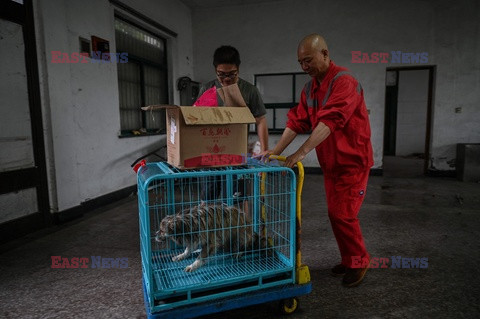 Mnich ratuje zwierzęta w Chinach