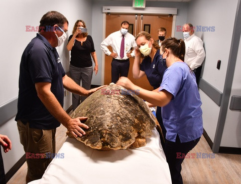 150 kilogramowy żółw na badaniach