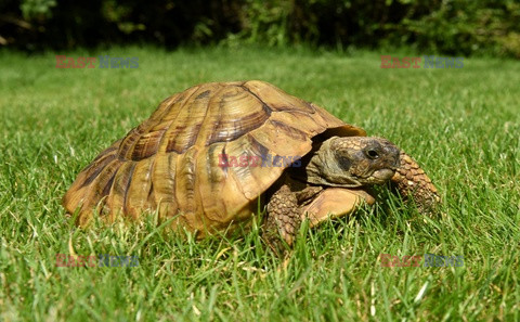 Żółw Maxi znalazł się po roku od zaginęcia