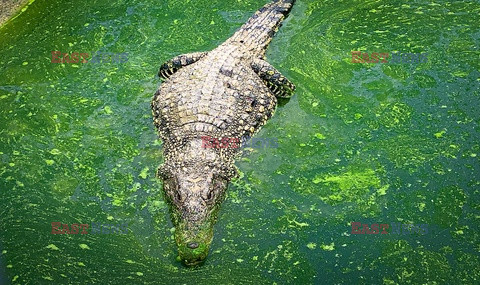 Ochrona kubańskich krokodyli - AFP