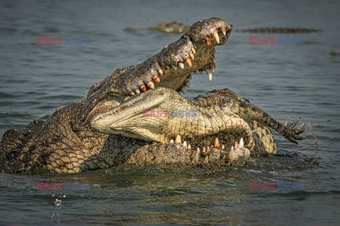 Krokodyl pożera swoje młode