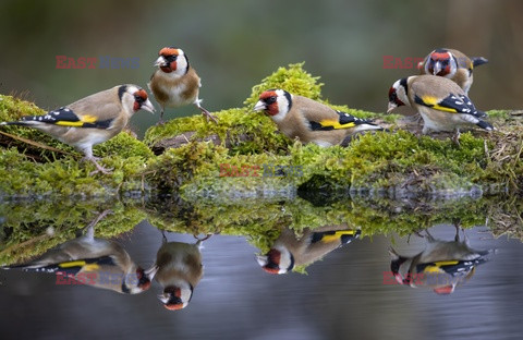 Amatorskie zdjęcia ptaków