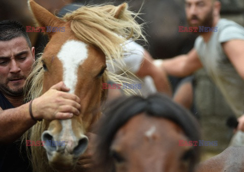 Festiwal dzikich koni - AFP
