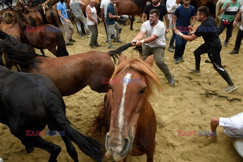 Festiwal dzikich koni - AFP