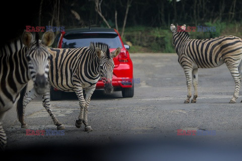 Park Safari w Bogor