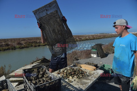 Farma ostryg w Bahia de Cadiz - AFP