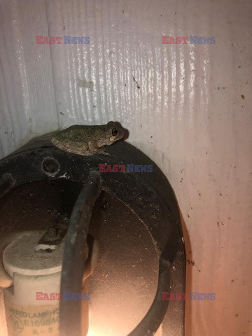 Adoptowała żabę