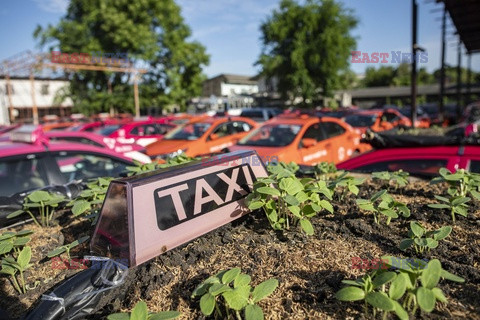 Taksówki przerobione na ogród
