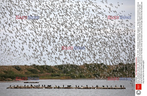 Tysiące ptaków w Norfolk