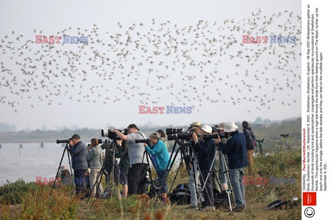 Tysiące ptaków w Norfolk