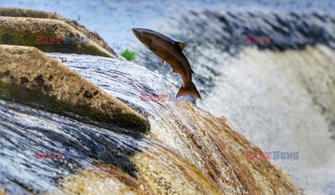 Ryby skaczą w górę strumienia