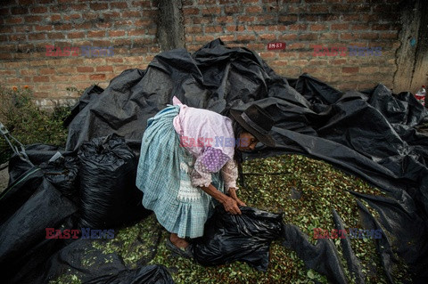 Uprawa liści koki w Peru - AFP