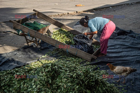 Uprawa liści koki w Peru - AFP