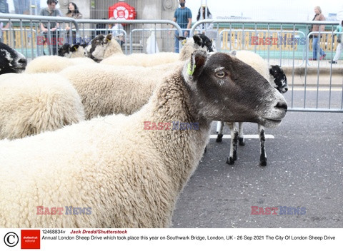Owce na moście w Londynie