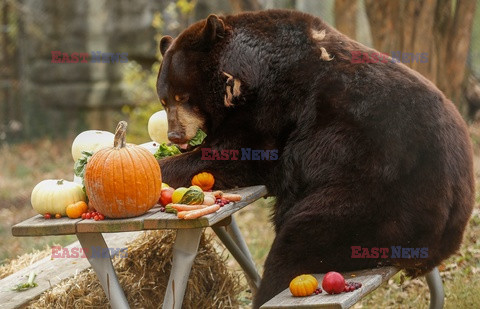 Piknik dziękczynny dla niedźwiedzi