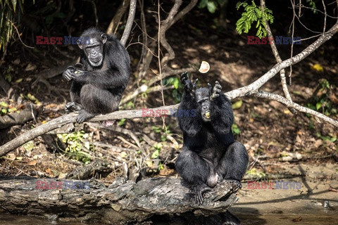 Porzucone szympansy z Liberii - AFP