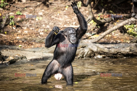 Porzucone szympansy z Liberii - AFP