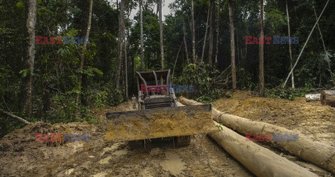 Nielegalna wycinka Puszczy Amazońskiej - Redux