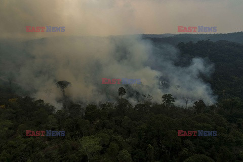 Nielegalna wycinka Puszczy Amazońskiej - Redux
