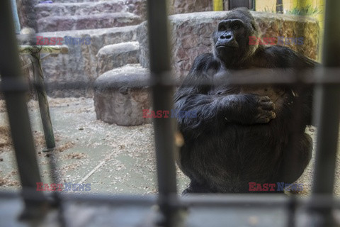 Wojna w Ukrainie - trudna sytuacja w zoo w Kijowie