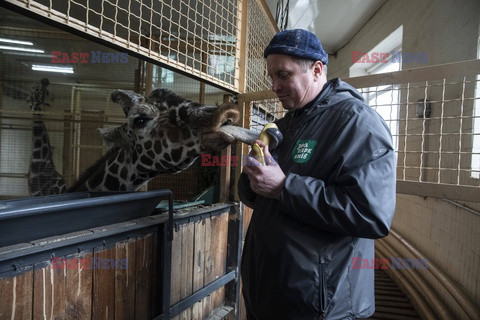 Wojna w Ukrainie - trudna sytuacja w zoo w Kijowie