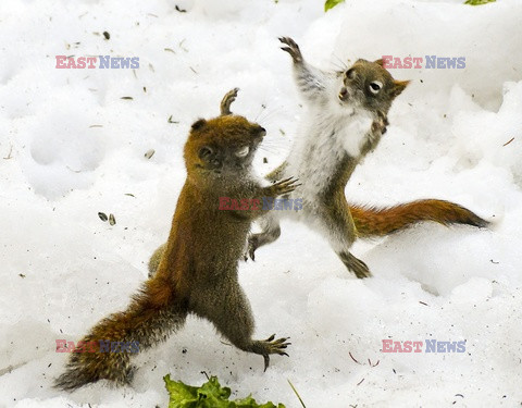 Wiewiórki biją się o liść sałaty