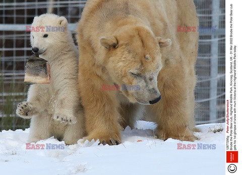 W szkockim zoo urodził się niedźwiadek polarny