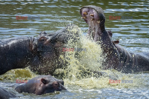 Sprzeczka hipopotamów
