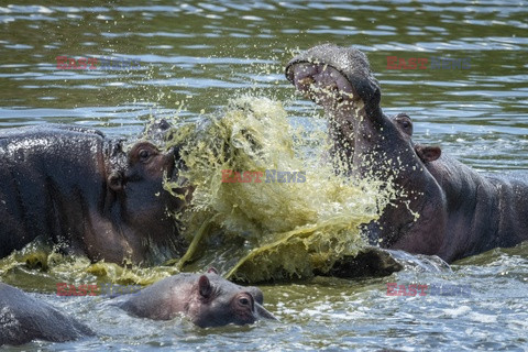 Sprzeczka hipopotamów