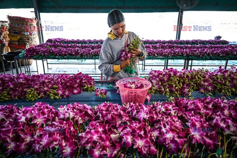 Sprzedawcy orchidei w Tajlandii