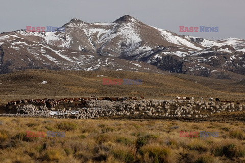 Wypas owiec w Argentynie